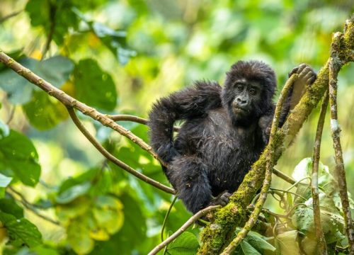 Exploring Uganda’s Wild Beauty and Primate Adventures