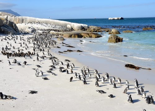 Exploring the Untamed Beauty of Botswana