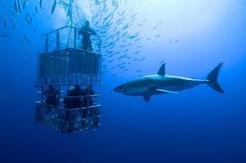 Top Adventure Activities to Experience in South Africa