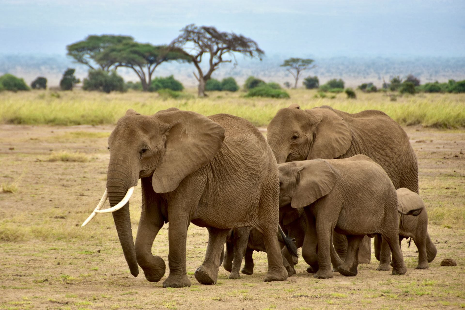 The Wonders of Amboseli: A Safari Adventure