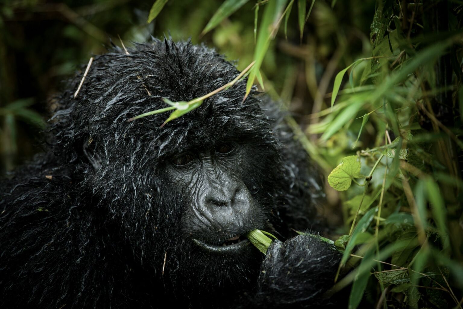 Rwanda