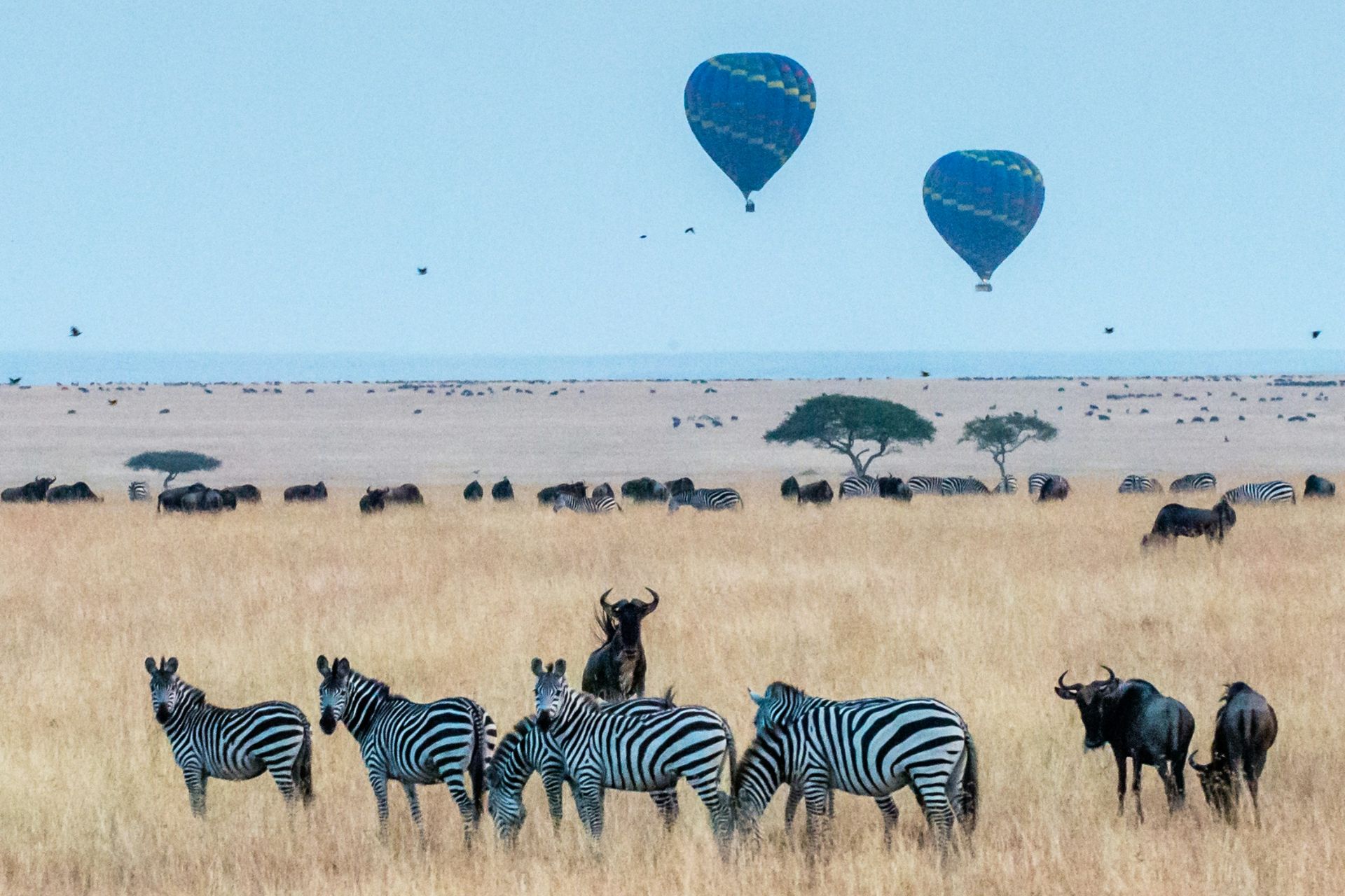 Kenya, Serengeti
